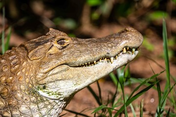 Obraz premium Typical Brazilian alligator from the Pantanal out of the water warming itself in the sun in close-up