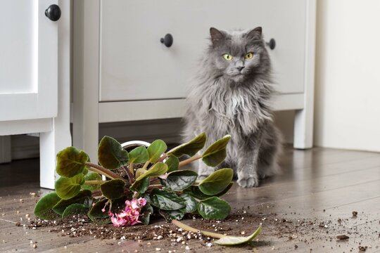 Guilty cat sitting beside a broken plant pot with soil on a floor