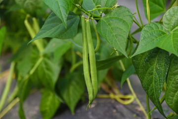 Beans flowers is garden.fresh still to pick beans hanging on a bean plant.Organic Garden Fresh Italian Green Beans.Young bean plant with flowers in the garden. Green beans grow in the vegetable garden
