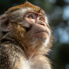 A contemplative monkey, its gaze fixed upwards, as if pondering the mysteries of the world from its perch in the wilderness.