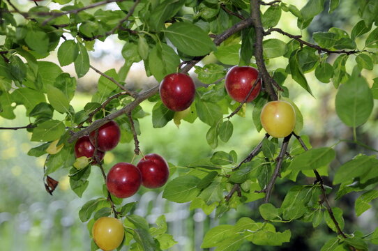 Mirabellen an einem Baum