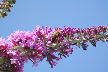 Biene auf Blume © Fotolyse