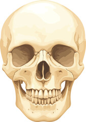 Obraz premium Skull Vector Illustration