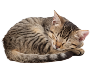 A tabby cat curled up sleeping, isolated on a transparent background