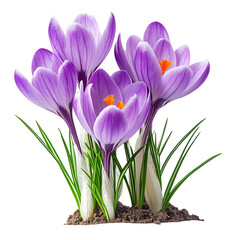 Naklejka premium A View of Saffron Crocus Flowers Blooming Isolated on Transparent Background