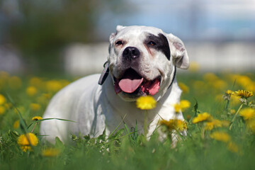 Dogo Argentino dog with a black collar posing outdoors lying down in a green grass with yellow dandelions in summer