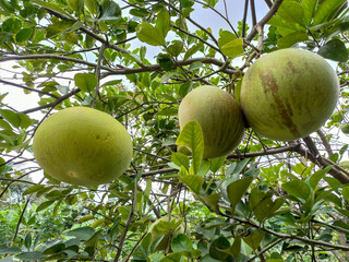 Fresh Pomelo fruit hanging on tree with Pomelo farm background.