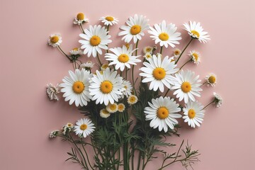 Minimalist White Daisy and Chamomile Flower Design on Soft Pink Background for Summer Lifestyle Inspiration