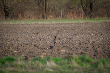 Prachtvoller Fasan auf offenem Feld – Wildlife-Fotografie