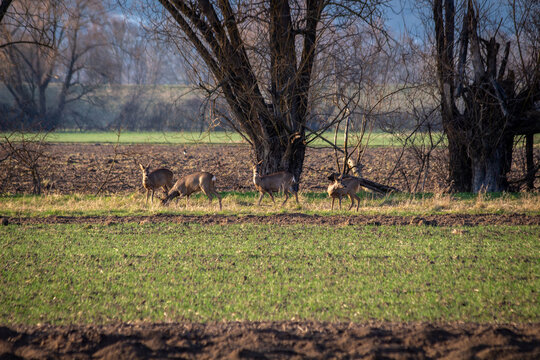 Rehe in freier Wildbahn auf einem Feld &ndash; Naturfotografie