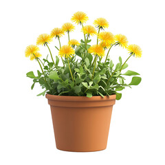 A 3D Potted Dandelion Plant with Small Yellow Flower Isolated on Transparent Background