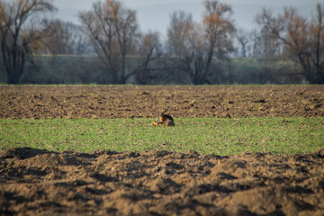 Hasen auf freiem Feld – Naturfotografie in freier Wildbahn