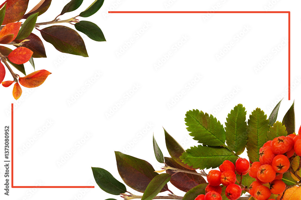Wall mural autumn colorful leaves and berries of rowan tree in a corner arrangements and a frame isolated on wh