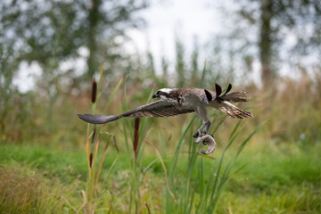 Osprey (Pandion haliaetus). Osprey flies low over reeds with fish angled forward in talons....