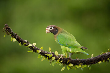 Brown-hooded parrot (Pionopsitta haematotis). Psittacidae Perching on Leafy Limb. Tropical branch adorned with leaves. Perfect profile of calm bird in lush green tones.