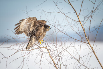 Common Buzzard (Buteo buteo). Buzzard prepares for takeoff from a thin bare branch in the cold....