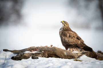 Common Buzzard (Buteo buteo). Buzzard stands triumphantly atop a carcass in the snow. Frozen open...