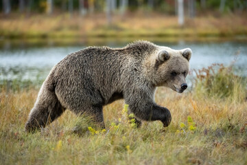 Fototapeta premium Brown Bear (Ursus arctos). Bear moves quietly through dry reeds beside the lake. Autumnal wetland with pine forest beyond. Focused stride reveals power in serenity and intention.