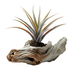 A Small Air Plant Tillandsia Displayed on Driftwood Isolated on Transparent Background