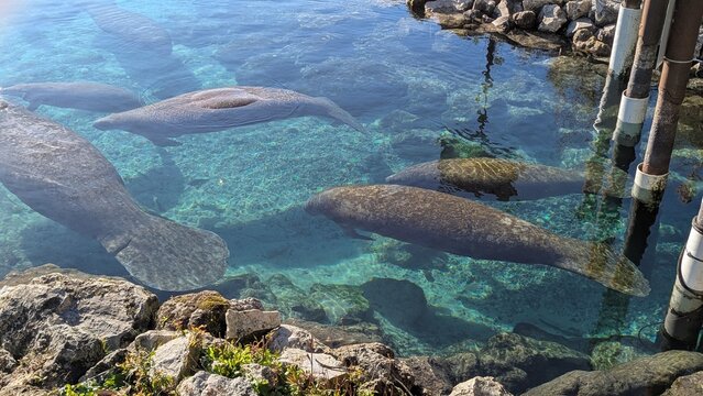Manatees at Crystal River