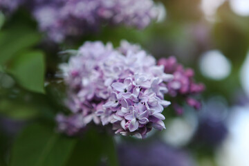 A close up of a purple flower with green leaves