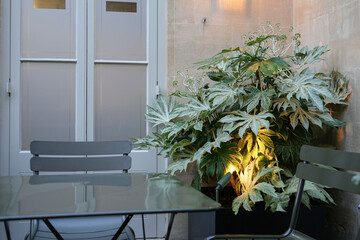 Cozy outdoor patio seating area featuring modern grey metal table and chairs beside a large potted Fatsia japonica plant illuminated by warm accent uplighting, creating a relaxing evening ambiance
