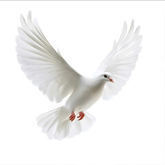 Obraz premium a white dove flying in the sky isolated on white background