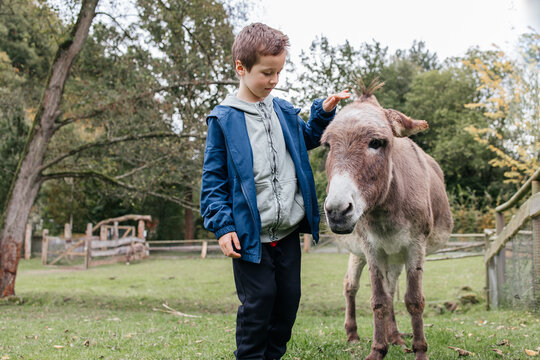 School age boy petting donkey. Children and animals interaction