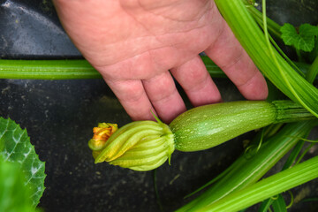 zucchini plant and vegetables zucchini on the farm with closeup fresh green zucchini flowers  in a...
