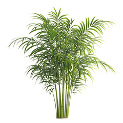 A 3D Bamboo Palm Plant with Long Feathery Leaves Isolated on Transparent Background