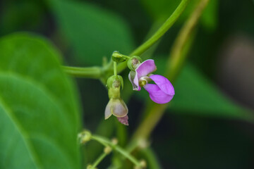 Beans flowers is garden.fresh still to pick beans hanging on a bean plant.Organic Garden Fresh Italian Green Beans.Young bean plant with flowers in the garden. Green beans grow in the vegetable garden