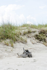 Grassy sand dunes at the beach 