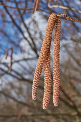 Staminate catkins of common hazel (lat. Corylus avellana) bloomed in early spring before the appearance of leaves. Hazel (lat. Corylus) is a genus of shrubs in the Birch family.
