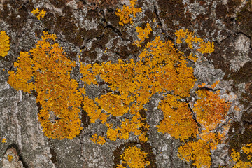 Wall Xanthoria (lat. Xanthoria parietina) is a lichen of the Telochistaceae family, a species of the Xanthoria genus on the bark of a tree.