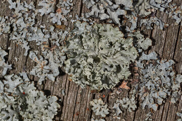 Parmelia sulcata (lat. Parmelia sulcata) - type of lichen genus Parmelee (Parmelia) family Parmeliaceae (Parmeliaceae).