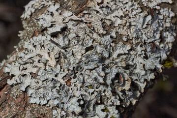 Parmelia sulcata (lat. Parmelia sulcata) - type of lichen genus Parmelee (Parmelia) family Parmeliaceae (Parmeliaceae).