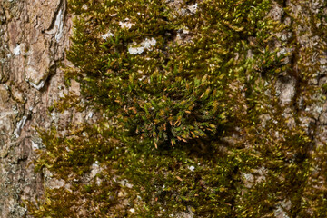 Moss grows on the trunk of an old rotting tree. Orthotrichum is a genus of moss&ndash;like mosses in the Orthotrichaceae family. It is distributed all over the world. Spring.