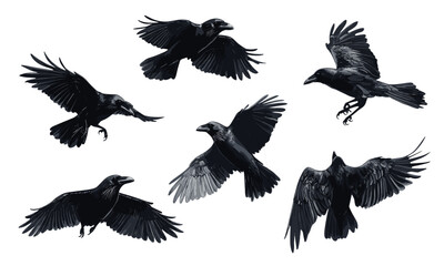 Six black crows in various flight poses on white background - vector