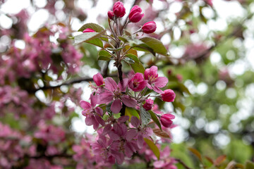 Delicate Pink Apple Blossoms in Spring