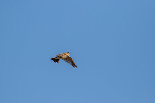 Eurasian skylark, Alauda arvensis in flight on a sunny spring day in Estonian nature