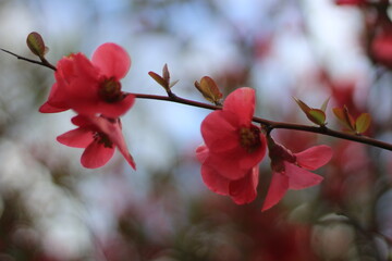 pink cherry blossom