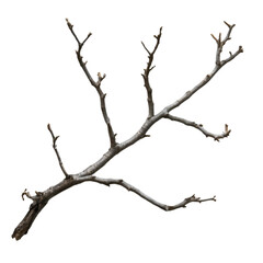 Bare Branch Isolated Black Background Nature Winter Dead Tree,