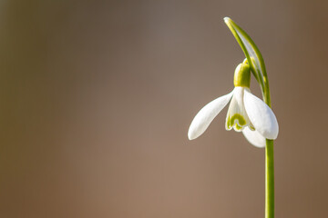 Obraz premium Single bloom of beautiful early spring flower, Common snowdrop, Galanthus nivalis blooming on a sunny spring day