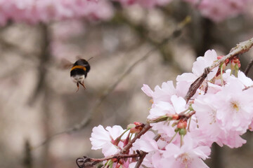 bee and cherry blossom in spring