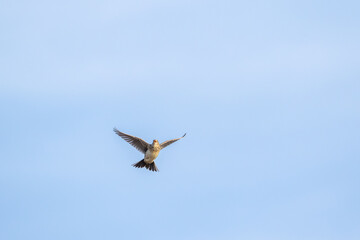 Obraz premium Eurasian skylark, Alauda arvensis in flight on a sunny spring day in Estonian nature