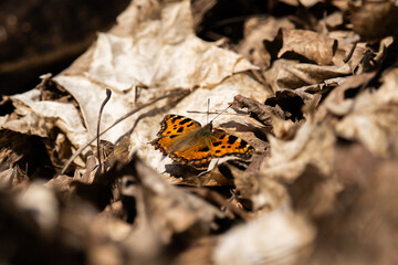 black and yellow butterfly