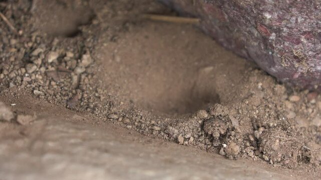 Myrmeleontidae, myrmeleontidae antlion	