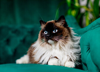 Blue-Eyed Ragdoll Cat on a Green Velvet Sofa