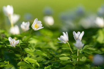 Beautiful vernal flowers, wood anemone, Anemone nemorosa blooming in pure white flowers in Estonian nature during spring