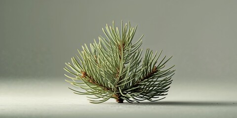 A macro capture of a pine needle cluster